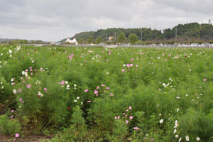 あじさい公園傍のコスモス畑