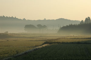 朝霧の田園風景