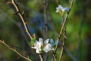 秋の桜