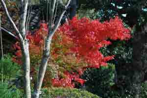 紅葉
