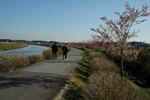 早春のあじさい遊歩道