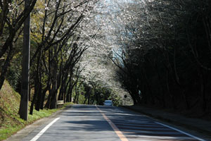 桜街道５分咲き