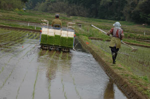 田植え