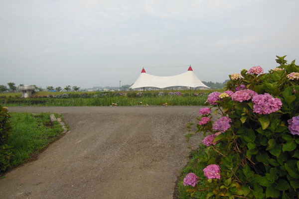 遊歩道のアジサイ