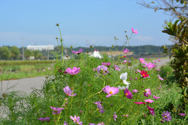 遊歩道のコスモス
